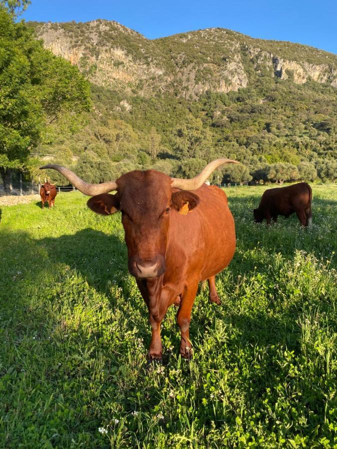 Отель Casa Rural El Vihuelo Эль-Боске Экстерьер фото